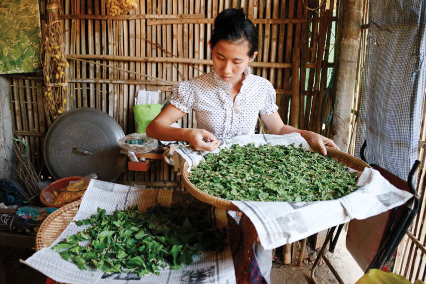 attraction-Siem Reap Economy Silk Farm.jpg